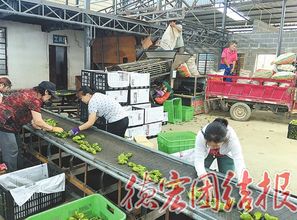 為中小企業(yè)插上騰飛的翅膀 德宏州非公有制經(jīng)濟信用擔(dān)保中心發(fā)展紀實